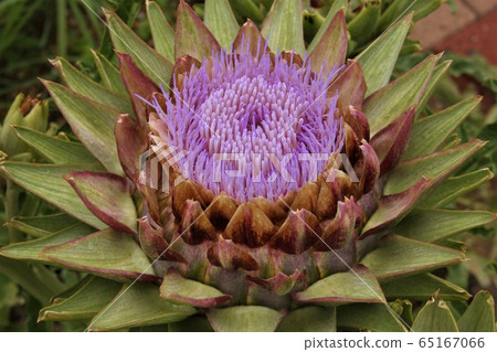 朝鮮薊開花 65167066