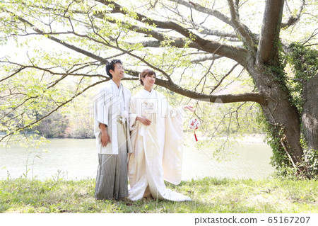 和服照片婚禮白色純 65167207