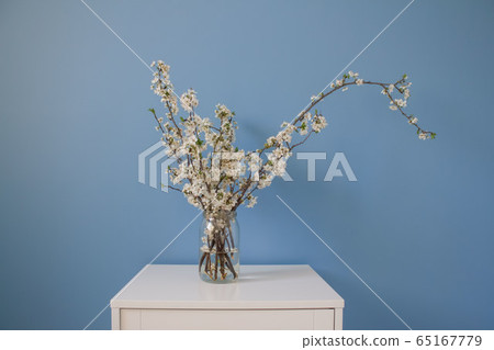 Springtime composition. White spring flowers blooming branch on blue wall background with copy space, selective focus Springtime composition. White spring flowers blooming branch on blue wall background with copy space, selective focus 65167779