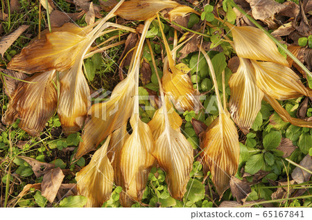 玉host的枯葉 65167841