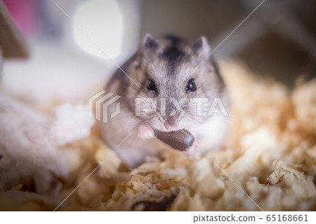 短尾侏儒倉鼠 倉鼠 小動物 65168661