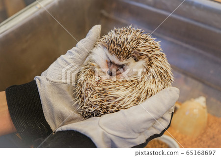 可愛刺猬的形象 可愛刺猬的形象 65168697