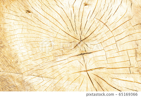 Log surface structure. Stumps and logs.  65169366