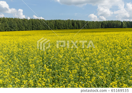 Yellow field rapeseed in bloom 65169535