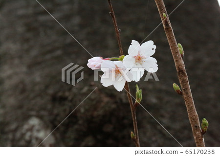 Cherry blossoms gently blooming in a corner of the park 65170238