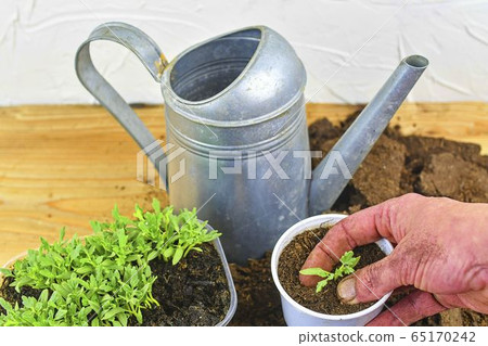 Planting a tomato seedling. Hand planting a tomato seedling in the ground. Water can on background. 65170242