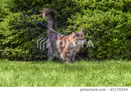Maine Coon cat walks in summer park Maine Coon cat walks in summer park 65170304