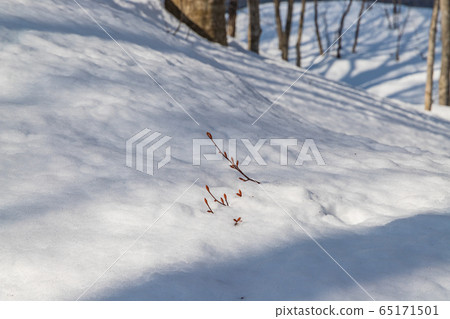 Towada Hachimantai National Park Hakkoda Tsutanuma Towada Hachimantai National Park Hakkoda Tsutanuma 65171501