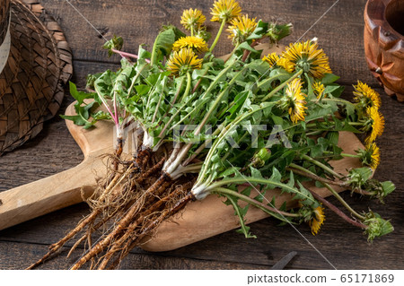 Whole dandelion plant with root Whole dandelion plant with root 65171869