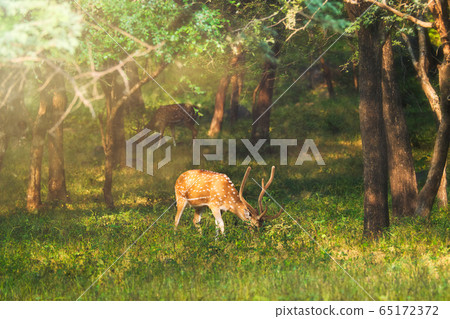 Beautiful male chital or spotted deer in Ranthambore National Park, Rajasthan, India Beautiful male chital or spotted deer in Ranthambore National Park, Rajasthan, India 65172372