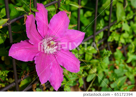 鐵線蓮花 65172394