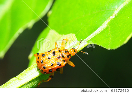 Bombyx chinensis (under construction) 65172410