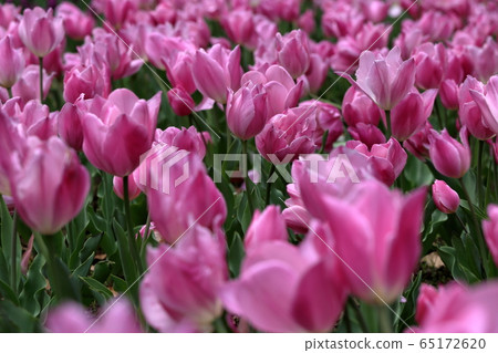 [Flat amount] Tulip in tulip field in Yokohama (tulip / lale). 65172620