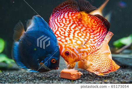 Colorful fish from the spieces Symphysodon discus 65173054