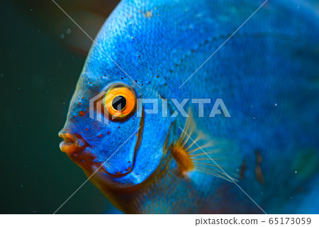 Blue fish from the spieces Symphysodon discus 65173059