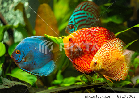 Colorful fish from the spieces Symphysodon discus 65173062