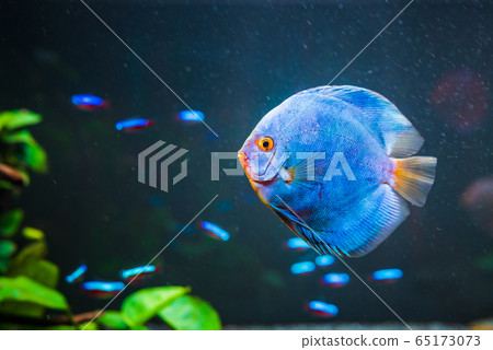 Blue fish from the spieces Symphysodon discus 65173073