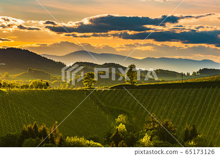 South styria vineyards landscape, near Gamlitz, South styria vineyards landscape, near Gamlitz, 65173126