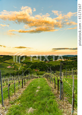 Vineyards in Steinbach, Leibnitz area famous 65173167