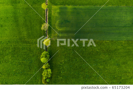 Row of trees among irrigation channel in a field. 65173204