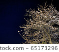 Cherry blossoms at night 65173296