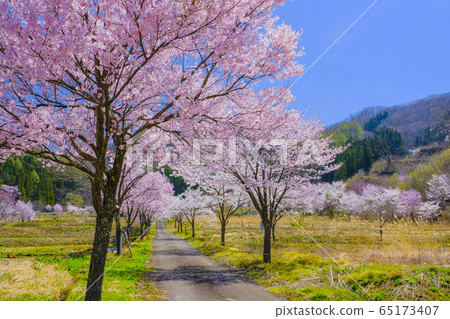 赤川櫻花山村 赤川櫻花山村 65173407