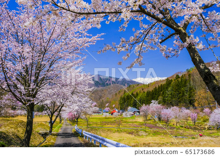櫻花山村和雪山 櫻花山村和雪山 65173686