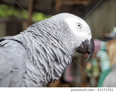 Macaw parrot Macaw parrot 65173791