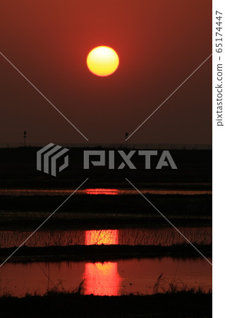Rural landscape sunset sunset rice paddy rice field 65174447