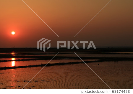 Rural landscape sunset sunset rice paddy rice field 65174458