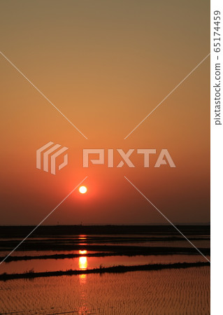 Rural landscape sunset sunset rice paddy rice field 65174459