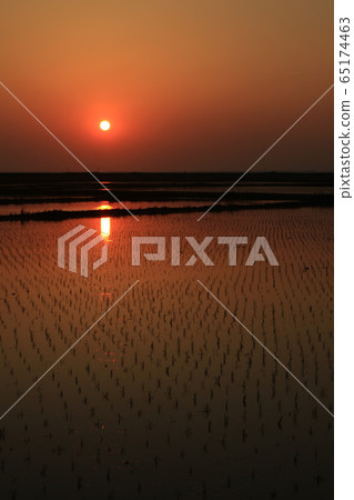 Rural landscape sunset sunset rice paddy rice field 65174463