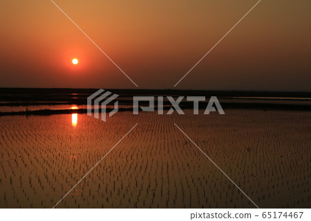 Rural landscape sunset sunset rice paddy rice field 65174467