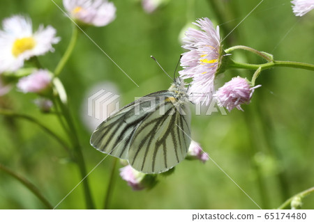 條紋白蝴蝶 65174480