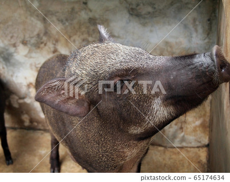 wild boar wild boar 65174634