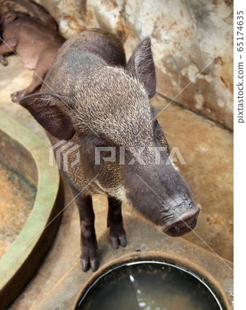 wild boar wild boar 65174635