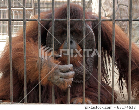 Monkey in a cage 65174638