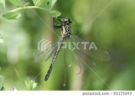 大衛Szaye 大衛Szaye 65175047