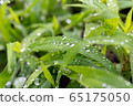 Water droplets 65175050