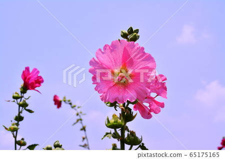 Hollyhock flower Hollyhock flower 65175165
