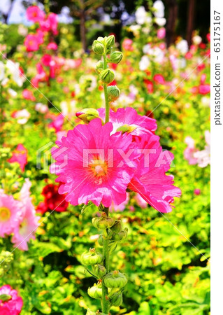 Hollyhock flower Hollyhock flower 65175167