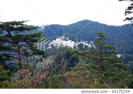 Yoshinoyama Okusenbonzakura 65175254