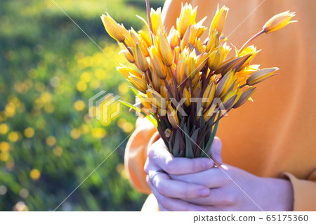 girl holding a bouquet of tulips 65175360