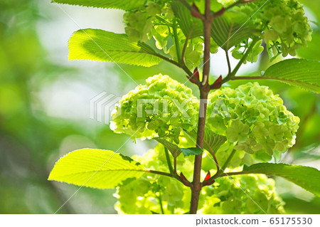 Still green Odemari flower Still green Odemari flower 65175530
