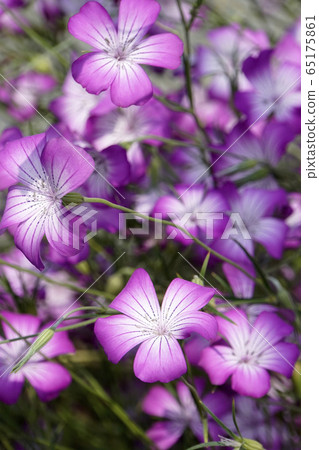 Mughalina flowers 65175861