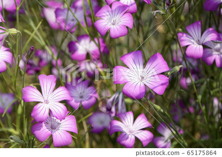 Agrostenma Flower 65175864