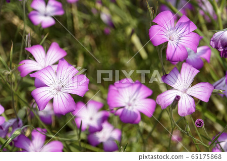 Agrostenma Flower 65175868
