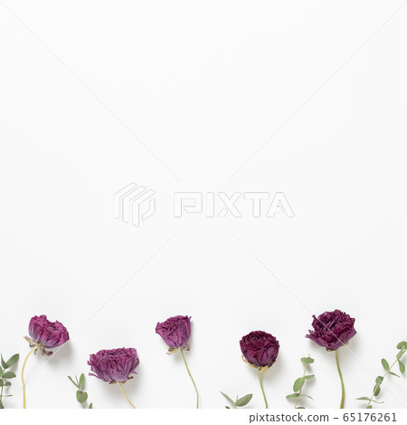 Dry purple ranunculus flowers and eucalyptus leaves on white background. Floral composition, flat lay, top view, copy space Dry purple ranunculus flowers and eucalyptus leaves on white background. Floral composition, flat lay, top view, copy space 65176261