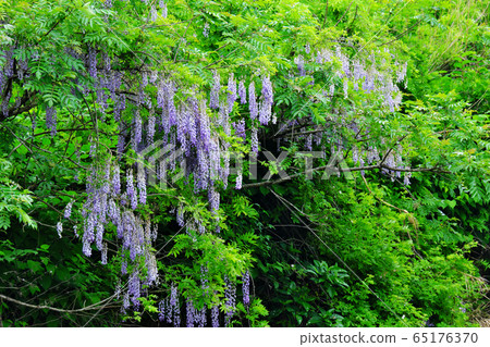 Wisteria flowers blooming in the mountains Wisteria flowers blooming in the mountains 65176370