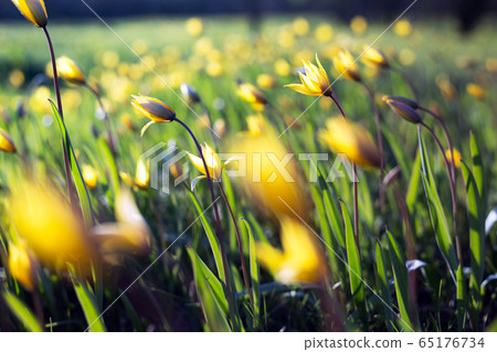 beautiful wild yellow tulips on the meadow 65176734